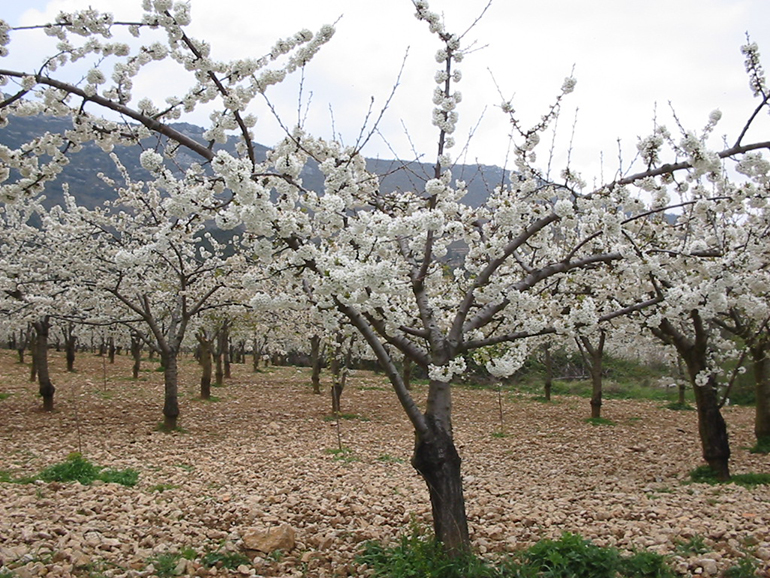 Cerezos en flor para dar la mejor fruta