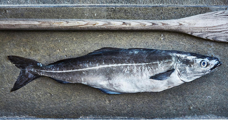 fogonero-pescado-noriego-blanco-fresco-pescaderia