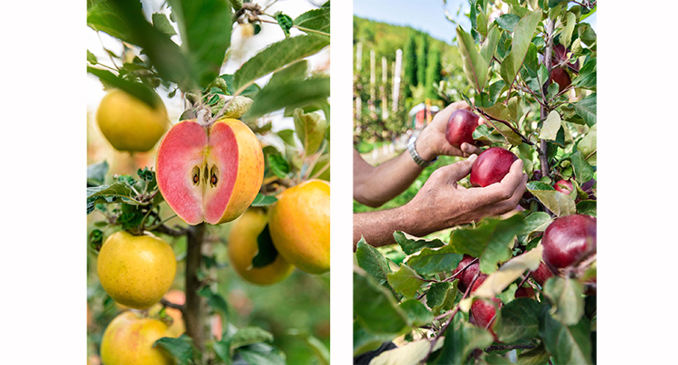 kissabel-manzanas-consorcio-ifored