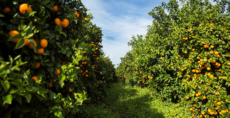 mandarina-orri-cosecha