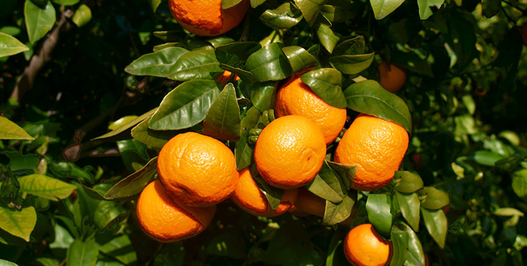 La mandarina Orri se sitúa por quinto año consecutivo como la mandarina más cotizada del mercado