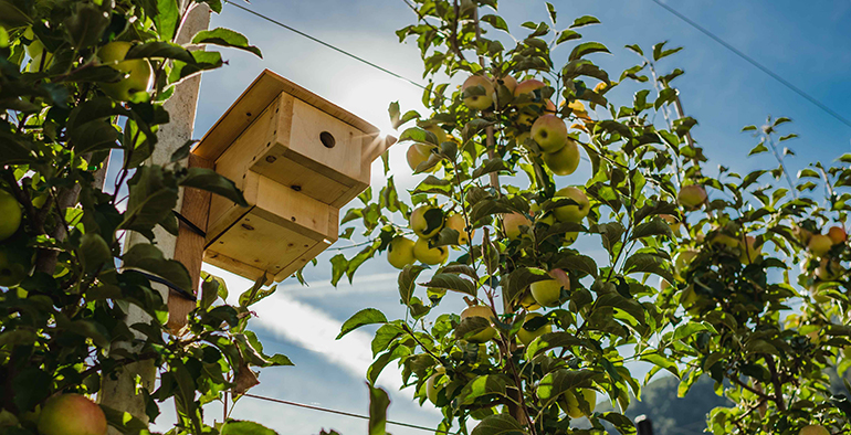 manzanas-val-venosta-biodiversidad-medio-ambiente