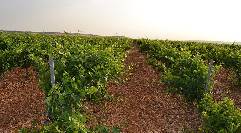 Matarromera-sensores-vinedos