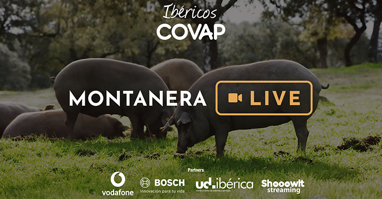 montanera-live-streaming-covap-pedroches