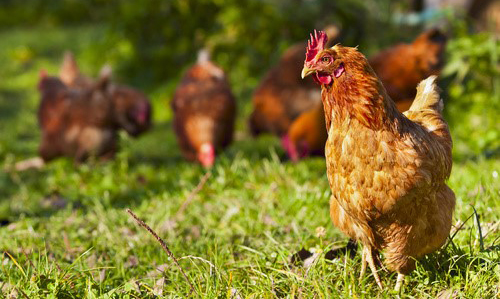 nestle-gallinas-libertad