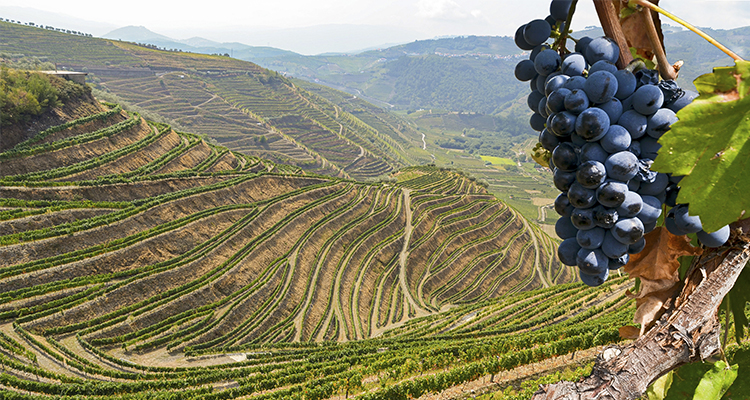 El XIII Salón de las Estrellas de Peñín reúne en Madrid más de 120 vinos y vermuts con alta calificación calidad-precio