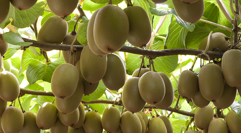 Zespri muestra la calidad de sus kiwis en Fruit Attraction