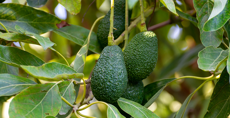 Arranca la campaña de aguacate en España