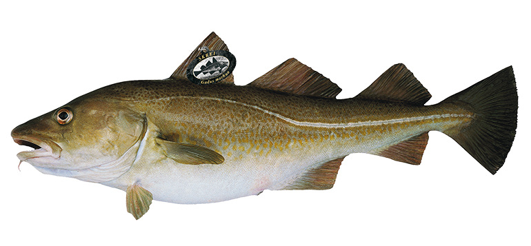 Arranca la temporada del Skrei, el bacalao 