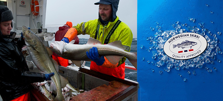 El skrei noruego desembarca en España a través de 7.000 puntos de venta especializados