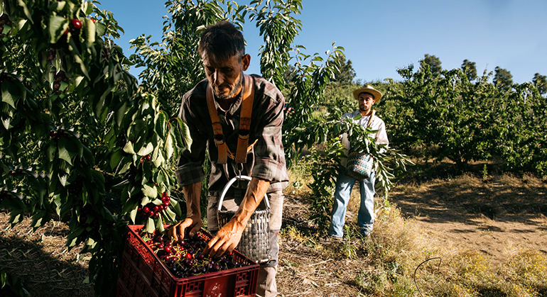 Campo & Tierra del Jerte buscan cómo alargar la temporada de cerezas