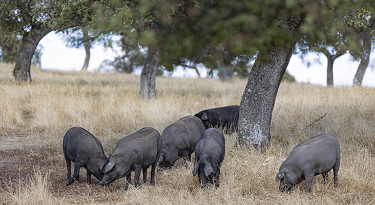 cerdos ecológicos Finca Hazas