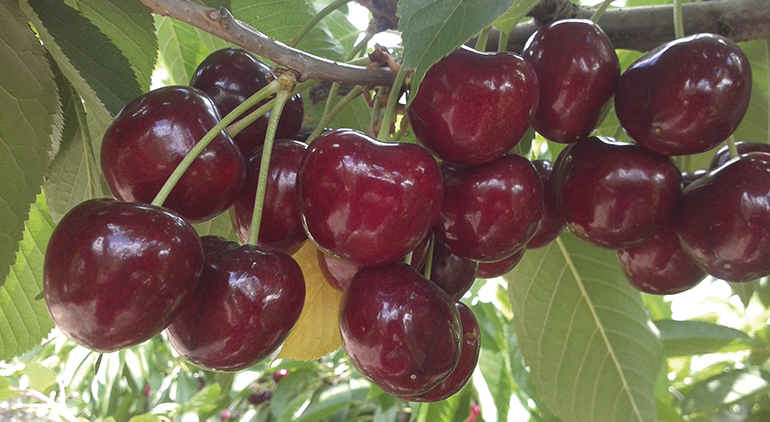 Cerezas de Alicante con DO, seleccionadas siempre en su punto de mayor calidad