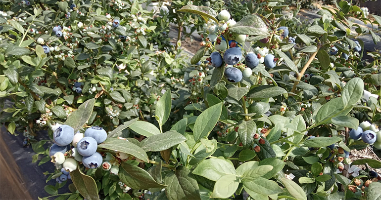 cuna-platero-cupla-variedad-arandano