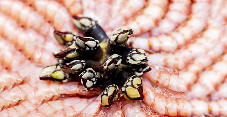 percebes salón gourmets 2026