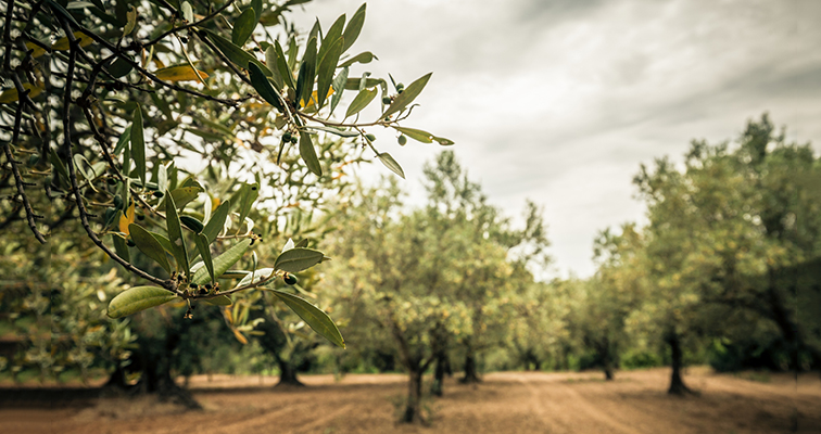 producción aceite oliva España