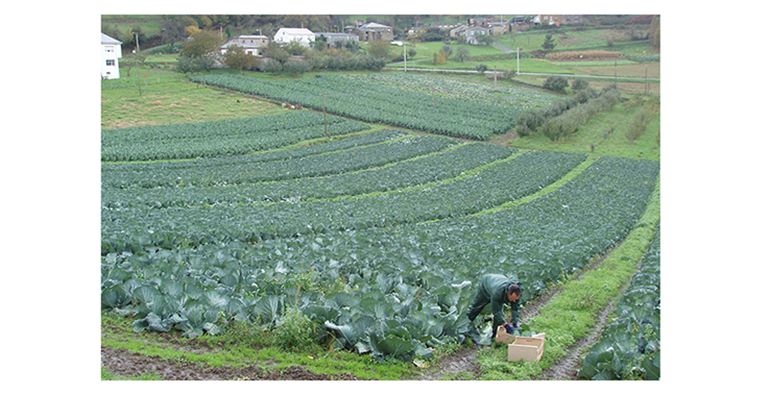 freshcut-labregos-lugo-verduras