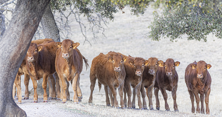  El triple impacto del campo ecológico: económico, social y medioambiental