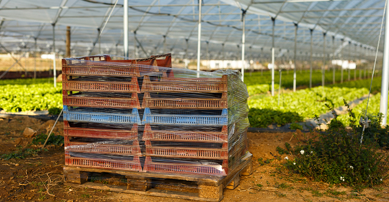 Grupo La Caña cierra 2025 con 209 millones de euros en facturación