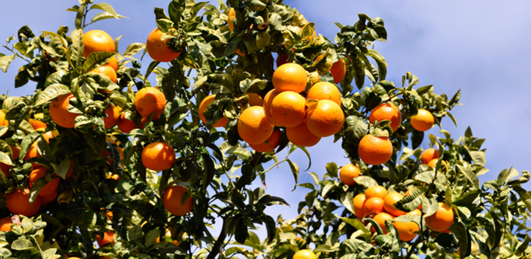Las naranjas, mandarinas y limones de la Comunidad Valenciana IGP presentes en los hipermercados de Alcampo