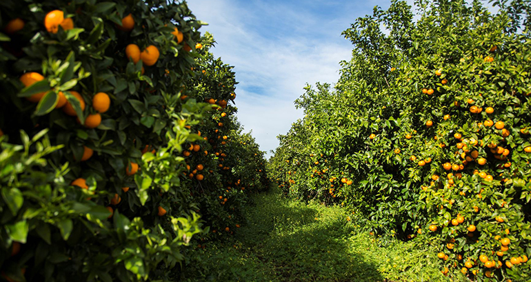 mandarinas-orri-premium-fruterias-cultivo