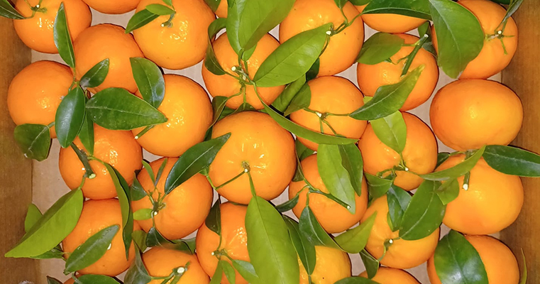 Las mandarinas premium ORRi alcanzan precios récord y dan el salto internacional