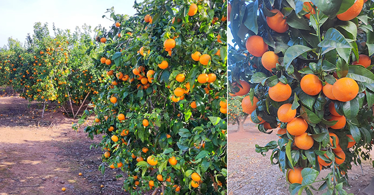 Mandarinas ORRi, fruta de calidad premium y producción 100% española