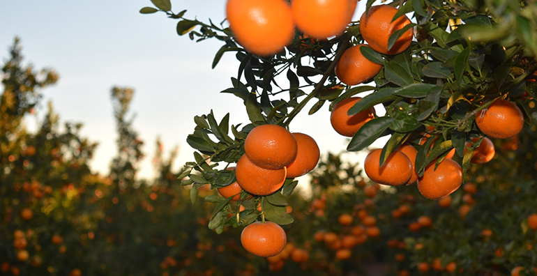 mandarinas-spring-sunshine-premium