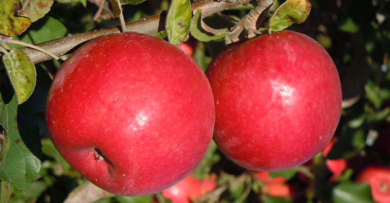 manzana-afrucat-promocion