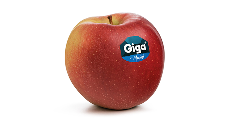 Giga. una manzana de tamaño medio grande, textura crujiente y potente sabor
