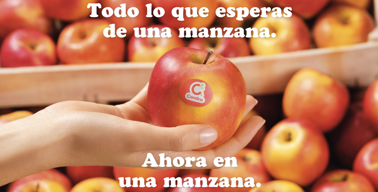 Las manzanas Candine, crujientes y dulces, se afianzan en España