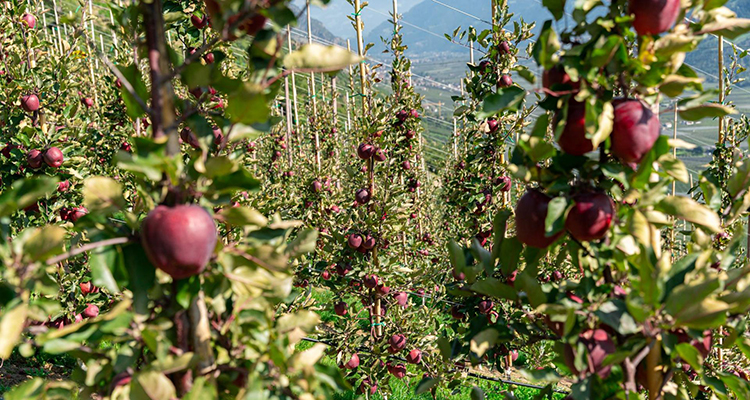 Las manzanas Kissabel triunfan en Europa y conquistan el hemisferio sur