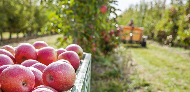 Pink Lady, manzanas de color rosa y dulce sabor