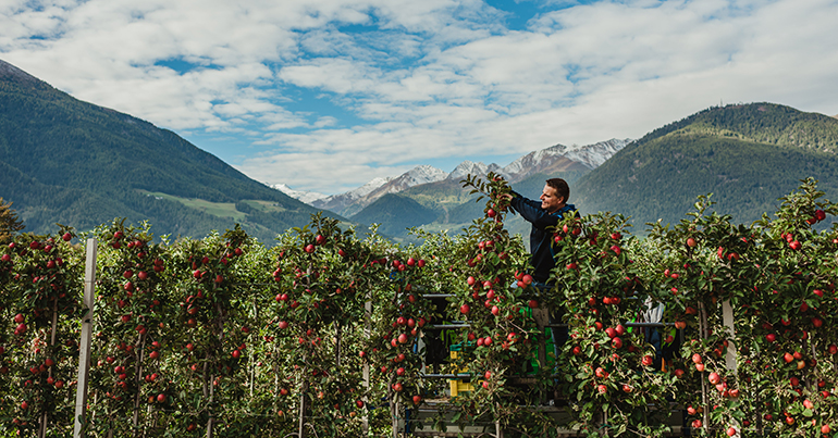 manzanas-val-venosta-alpes-italia-tirol