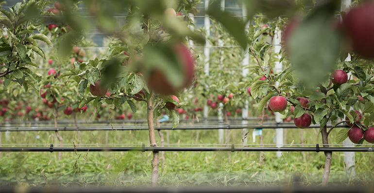 manzanas-vog-italia-mercado-2021