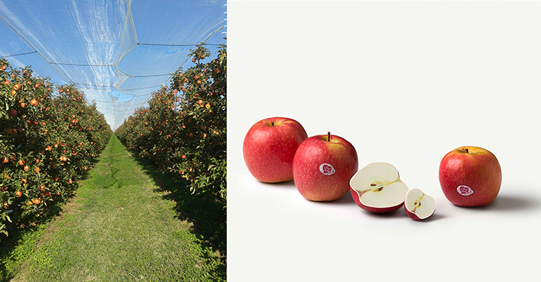 manzana-pink-lady-fruterias-cosecha-lleida-girona