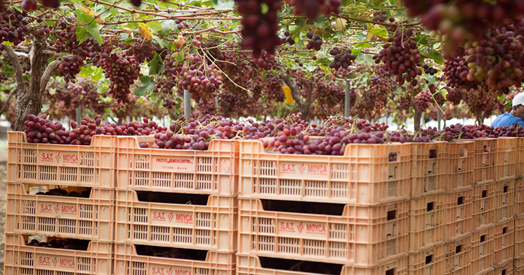 Moyca participa en la final Fresh Awards 2026