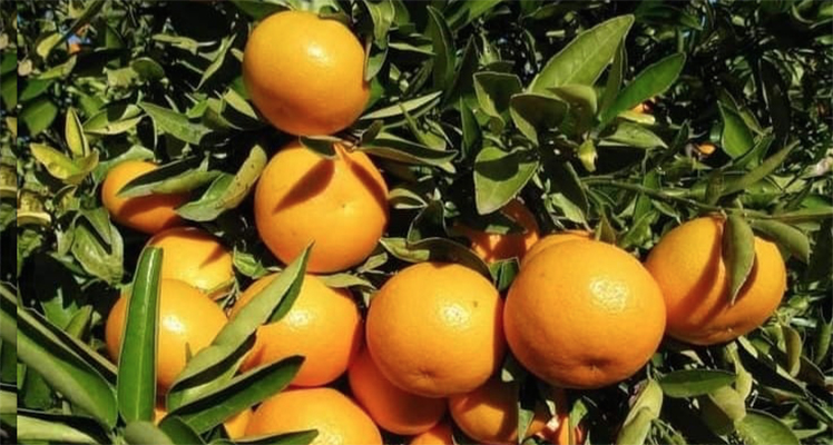 Naranjas de Valencia, de la huerta a la mesa para preservar todo su sabor