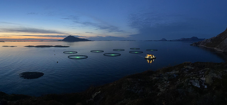 Norcod es pionero en el bacalao noruego de acuicultura