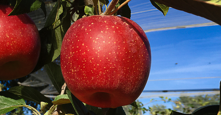 FruitFutur presenta FujiFutur, nueva variedad de manzanas de Girona