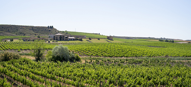 Bodegas Masaveu, Pagos de Araiz