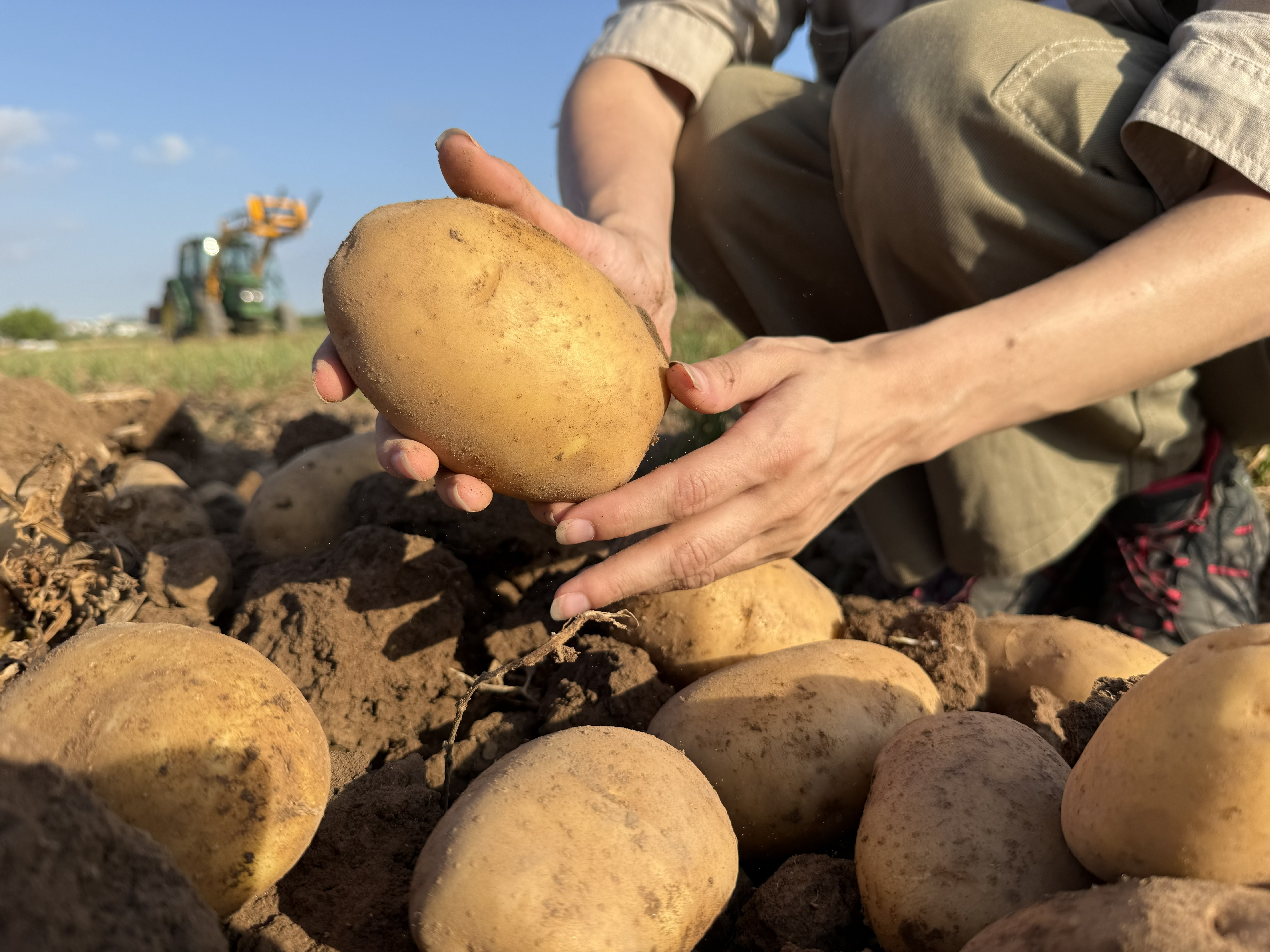 Patatas Lázaro impulsa la patata nueva nacional y reduce su dependencia de las importaciones