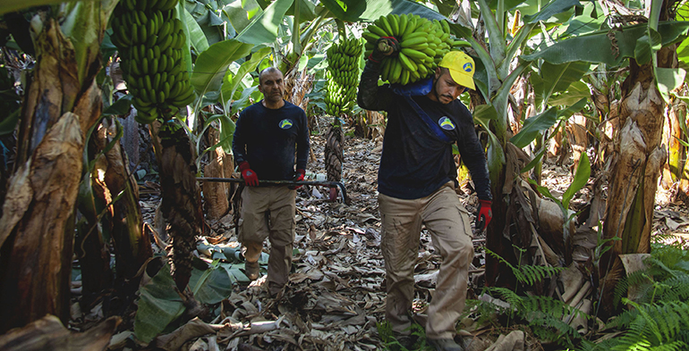 platano-canarias-denuncia-bruselas-minsiterio-ley-cadena-alimentaria