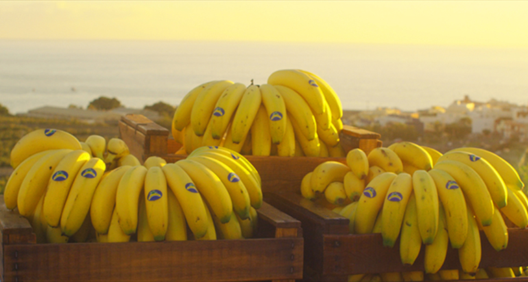 platanos_Canarias_temporal