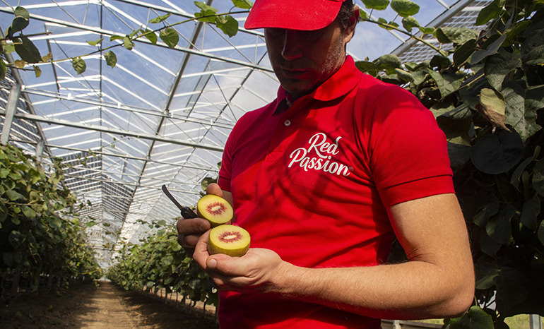 kiwis-rojos-red-passion-frutas-cultivo