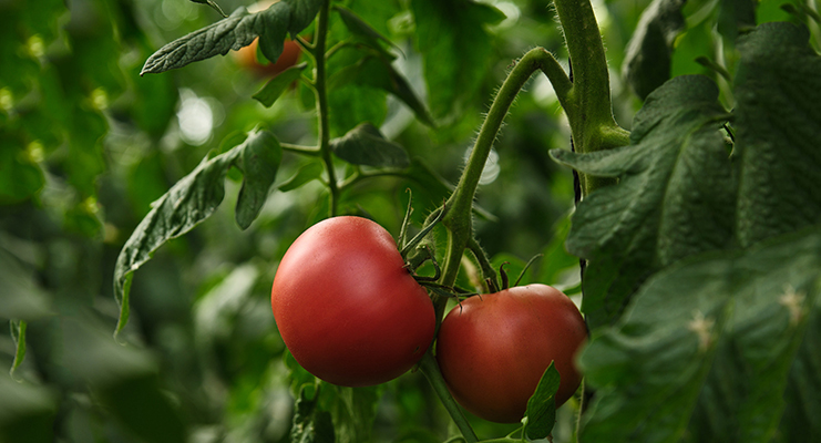 Tomates Sakata 