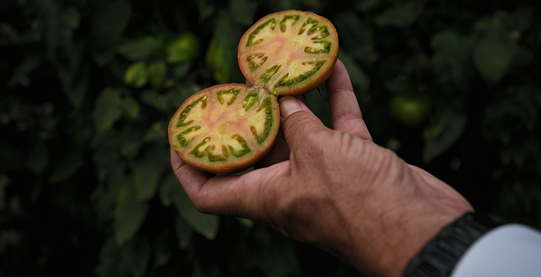 tomate Japi Sakata Seeds