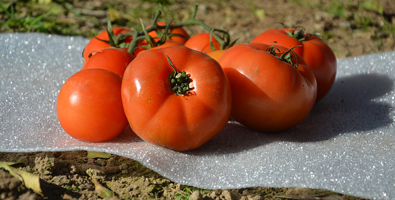 sealed-air-embalaje-tomates-espuma