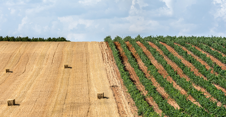 El papel fundamental del sector agroalimentario en la emergencia climática
