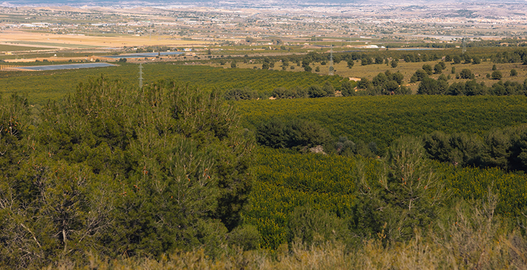 The Natural Fruit Company se une a la Red EsAgua y avanza en su compromiso con la sostenibilidad